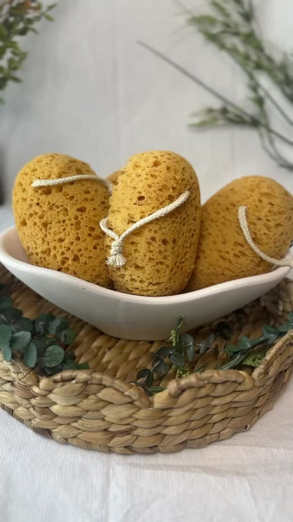 Natural Sea Sponge | Bath Sponge Accessory | Rainbow Roots